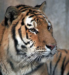 Siberische tijger